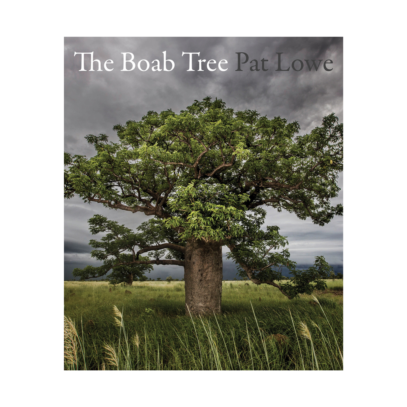 The Boab Tree